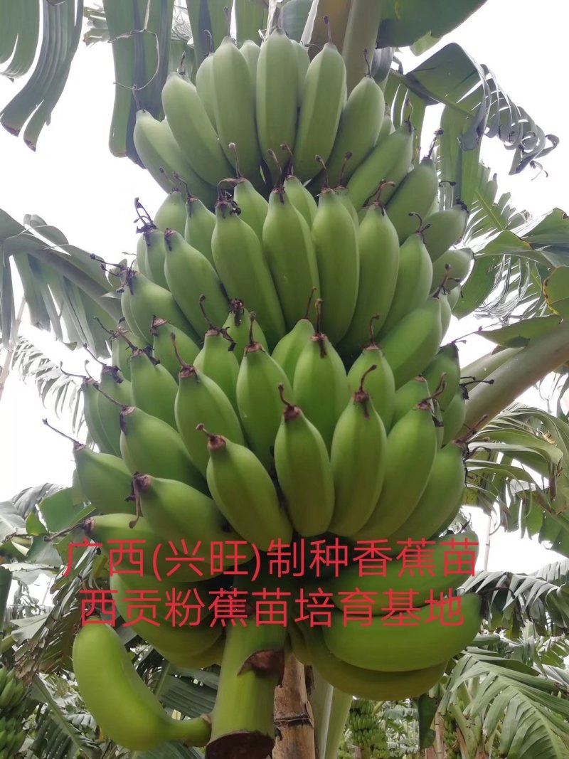 越南香蕉苗、云南香蕉苗，缅甸香蕉苗，老挝香蕉苗，广西香蕉