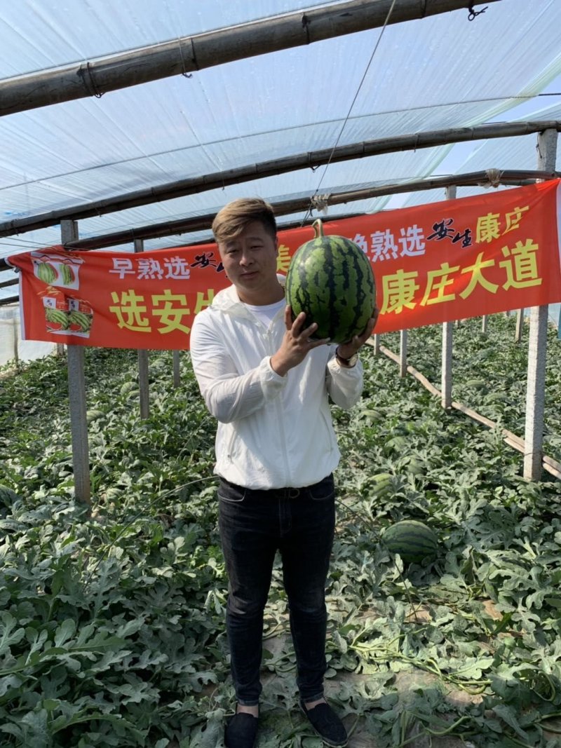 甜王西瓜