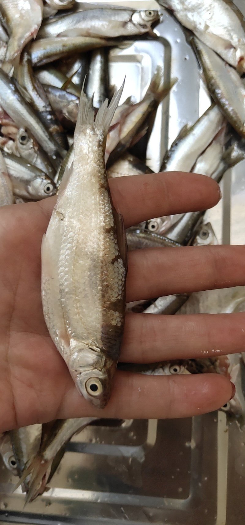 野生蓝刀鱼干蓝刀鱼油炸蓝刀鱼冻板鲜货