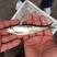 野生蓝刀鱼干蓝刀鱼油炸蓝刀鱼冻板鲜货