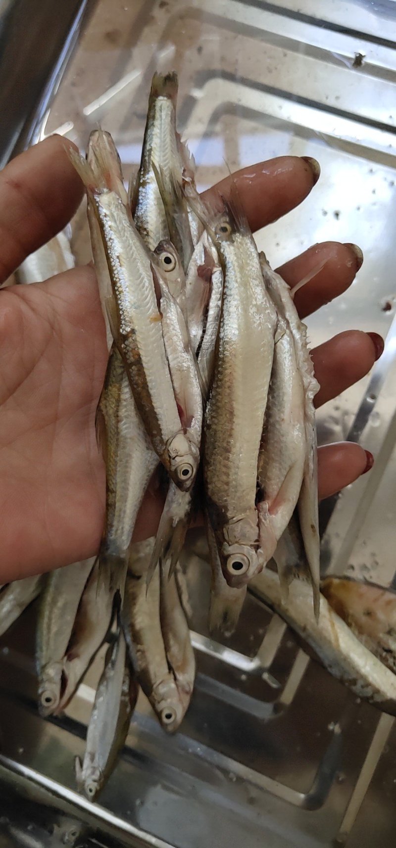 野生蓝刀鱼干蓝刀鱼油炸蓝刀鱼冻板鲜货
