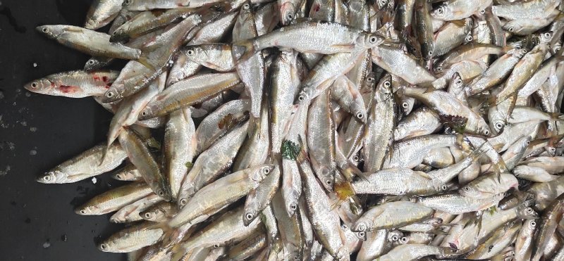 野生蓝刀鱼干蓝刀鱼油炸蓝刀鱼冻板鲜货