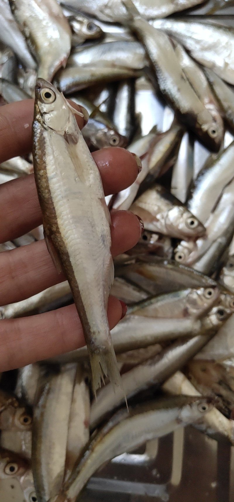 野生蓝刀鱼干蓝刀鱼油炸蓝刀鱼冻板鲜货