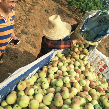 宜城市油桃毛桃