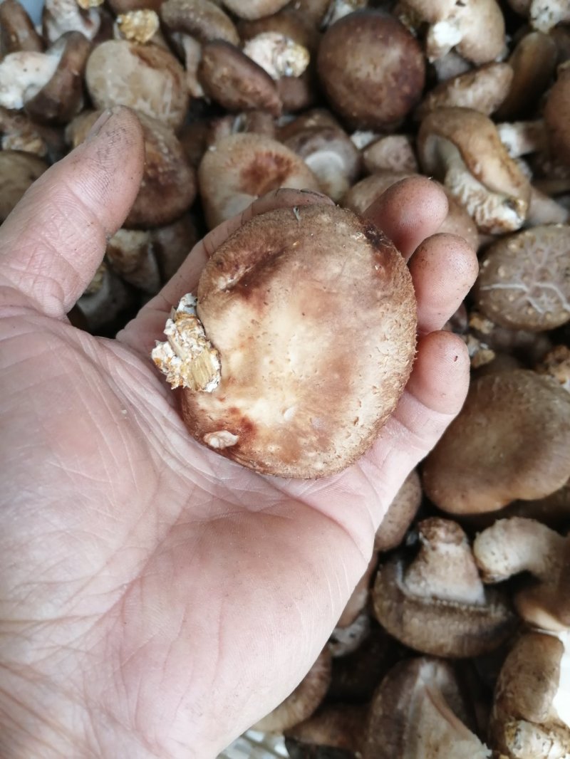 鲜乐香菇