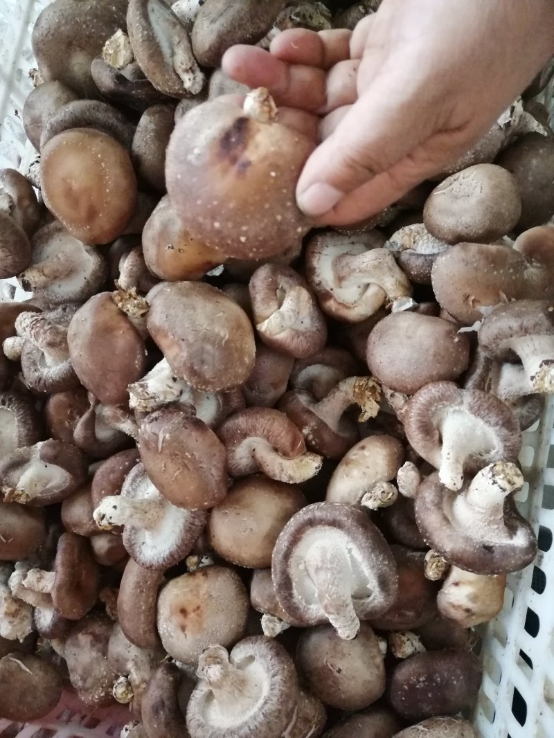 鲜乐香菇