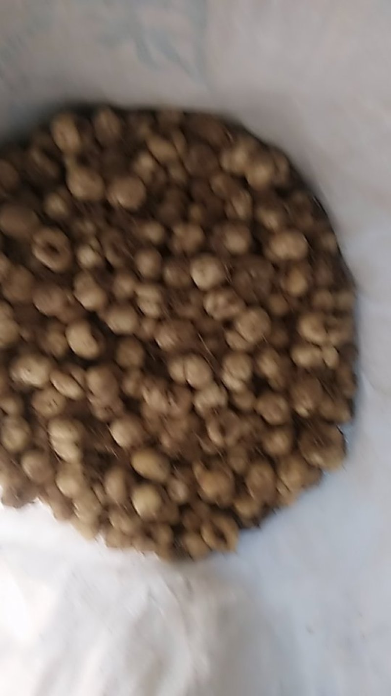 贝母