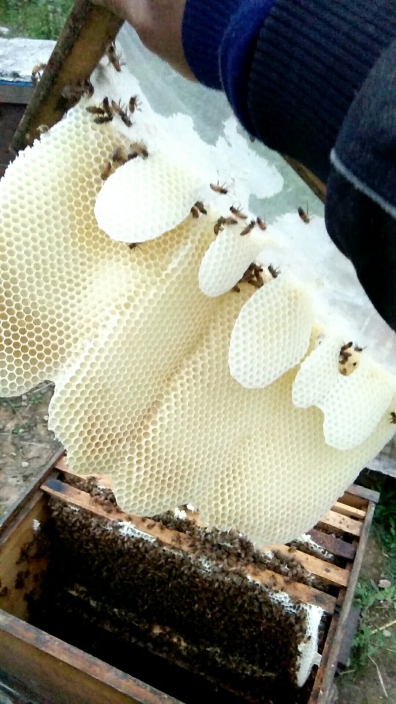 意大利蜜蜂，快递包邮签收包活，蜜浆高产蜂种，适应性强。