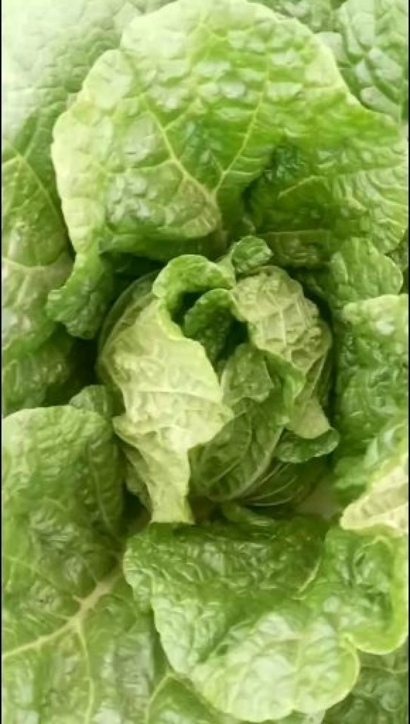 玲珑黄娃娃菜