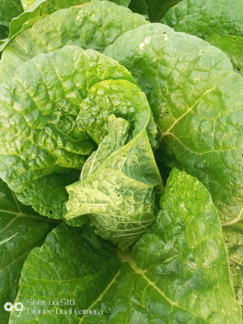 玲珑黄娃娃菜