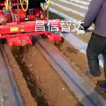 根茎类播种机土豆播种机芋头播种机核桃播种