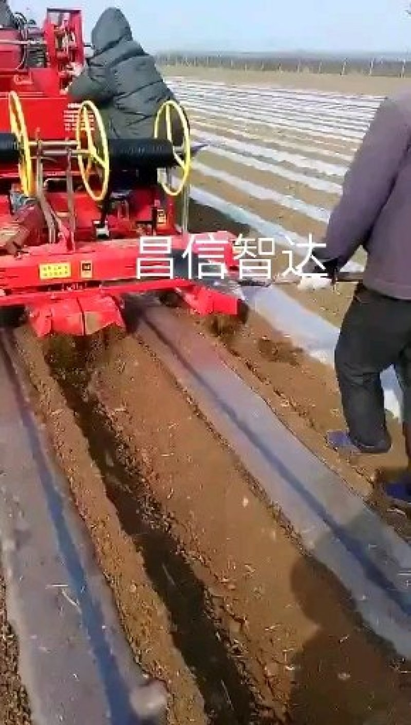 根茎类播种机土豆播种机芋头播种机核桃播种