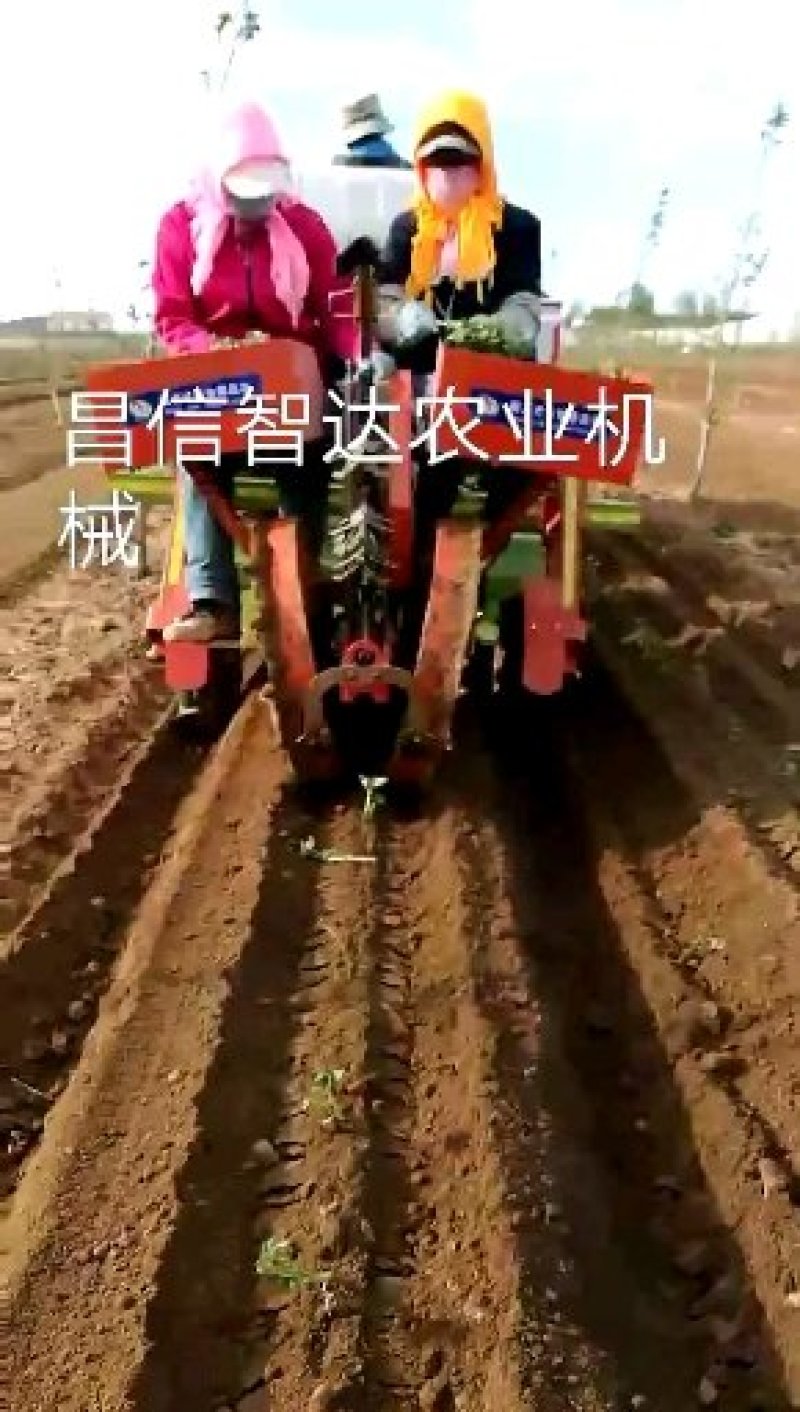 根茎类播种机土豆播种机芋头播种机核桃播种