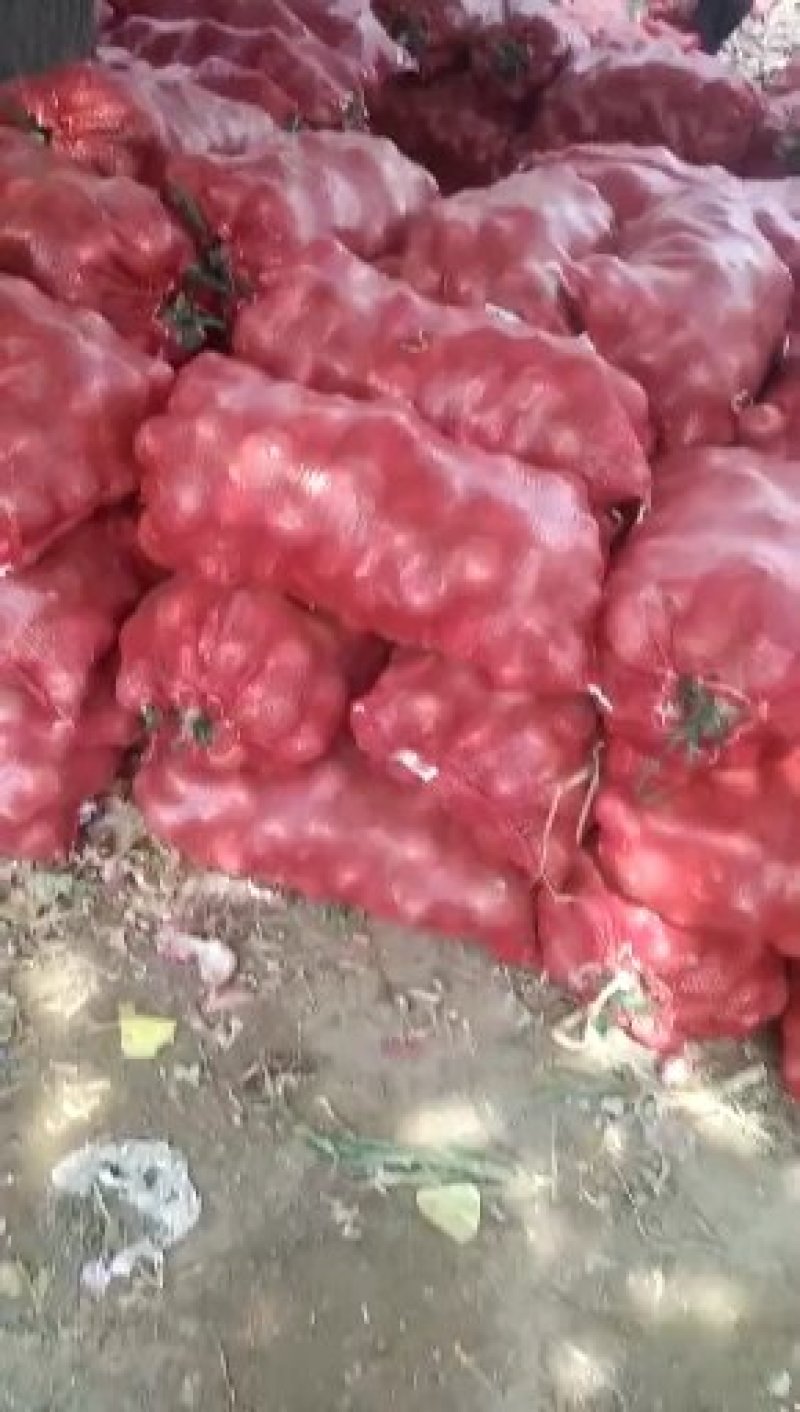 河北红皮二红洋葱产地发货保质保量一手货源，货源充足