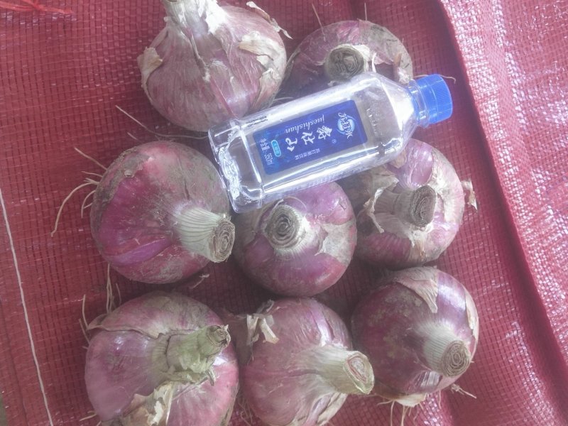 河北红皮二红洋葱产地发货保质保量一手货源，货源充足