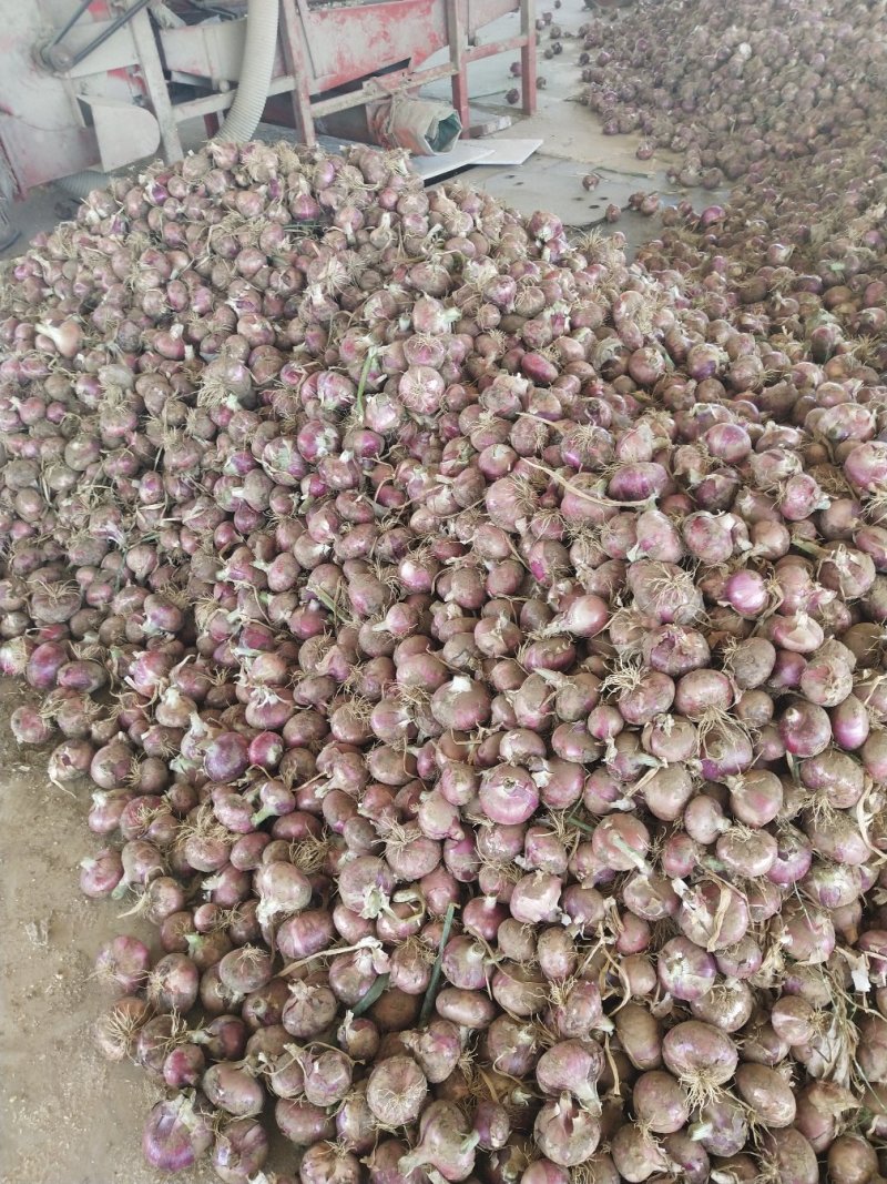 河北红皮二红洋葱产地发货保质保量一手货源，货源充足