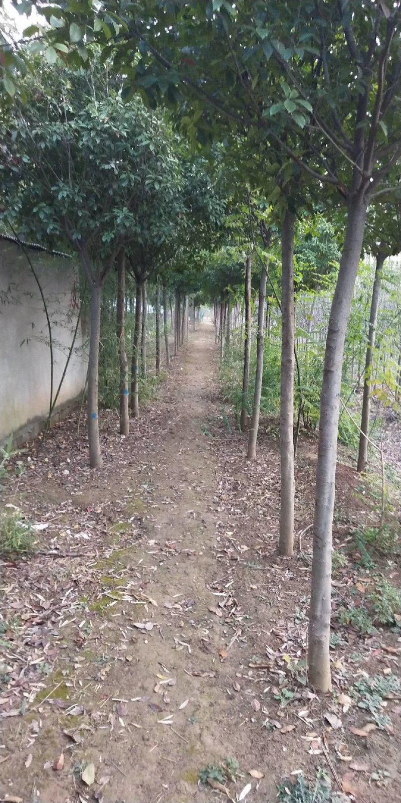 高杆红叶石楠