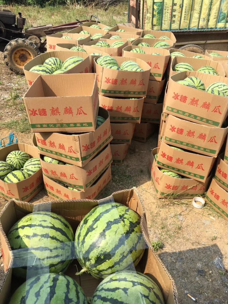 湖北宜城《8424西瓜》露天瓜八成熟8斤起产地一手货
