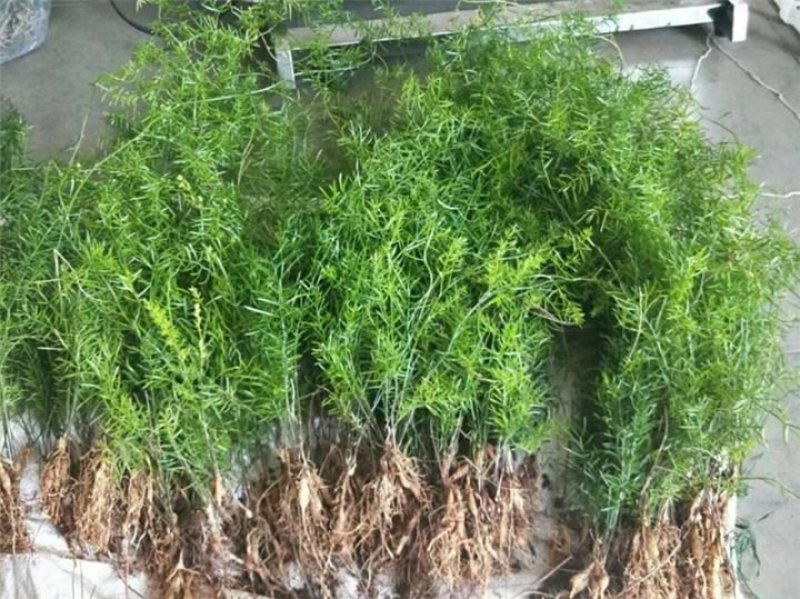 天冬种子，基地直销。免费提供货到付款出芽率百分之95左右