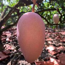 88元一件国内海南热带水果红玉芒，在海南被称太子果。
