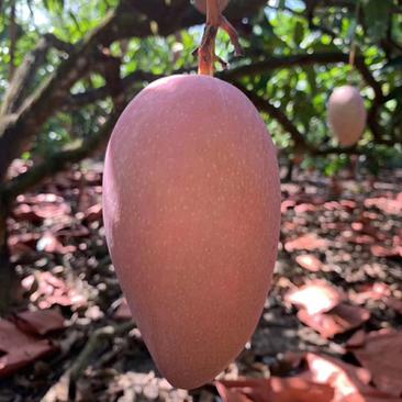 88元一件国内包邮海南热带水果红玉芒，在海南被称太子果。