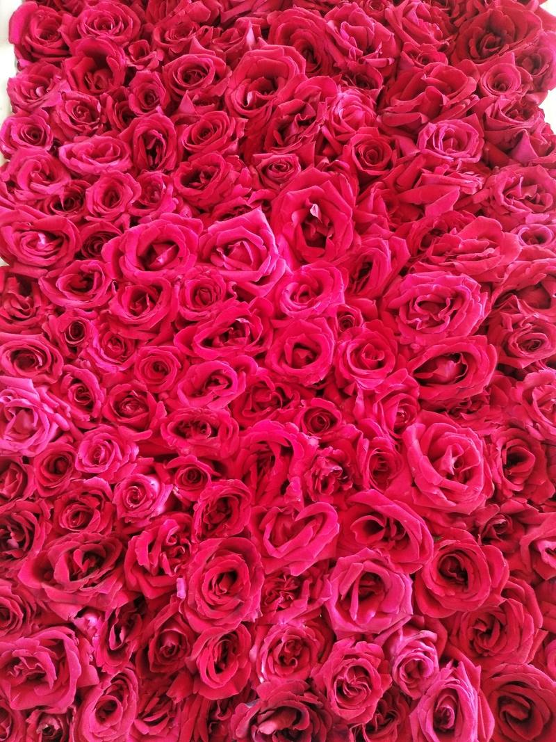 法国墨红玫瑰干花朵，干花片