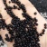 天冬种子，基地直销。免费提供货到付款出芽率百分之95左右