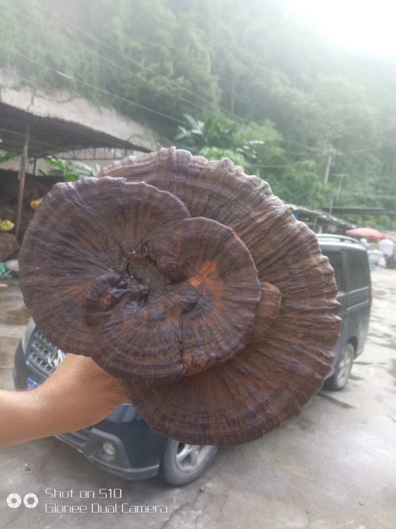 纯野生灵芝假一赔十