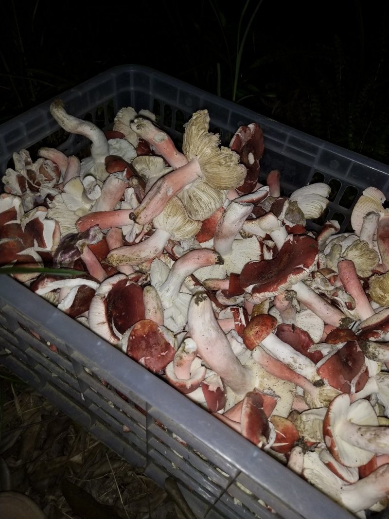 红菇广西防城港本地新货
