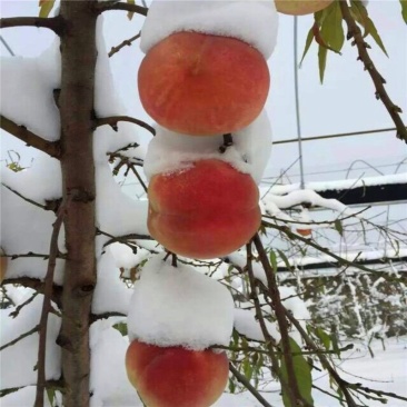 冬雪蜜桃苗嫁接苗保证品种假一赔十包邮