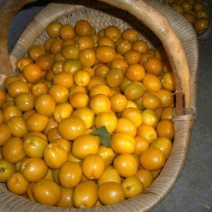 珍珠油杏