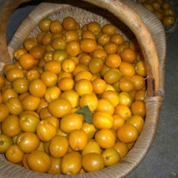 珍珠油杏