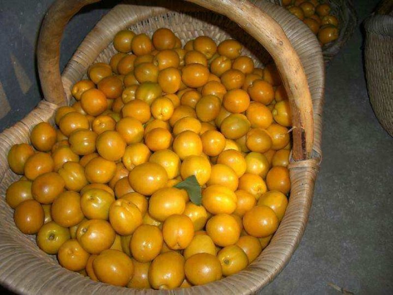 珍珠油杏