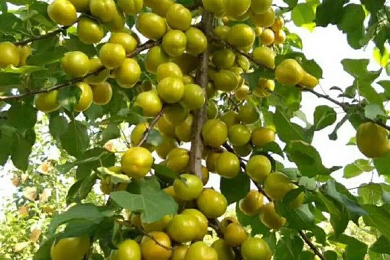 珍珠油杏