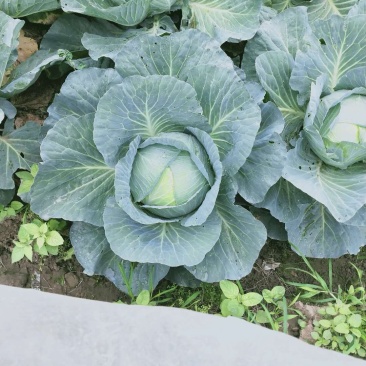 莲花白，真正绿色生态蔬菜