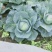 莲花白，真正绿色生态蔬菜