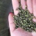 （百万商量）九叶新青花椒正宗江津麻，净，干