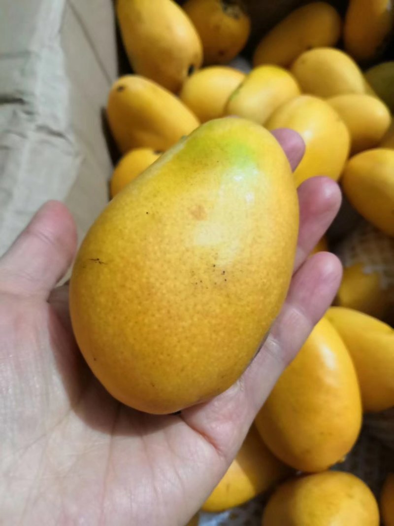 一件代发广西精品芒果