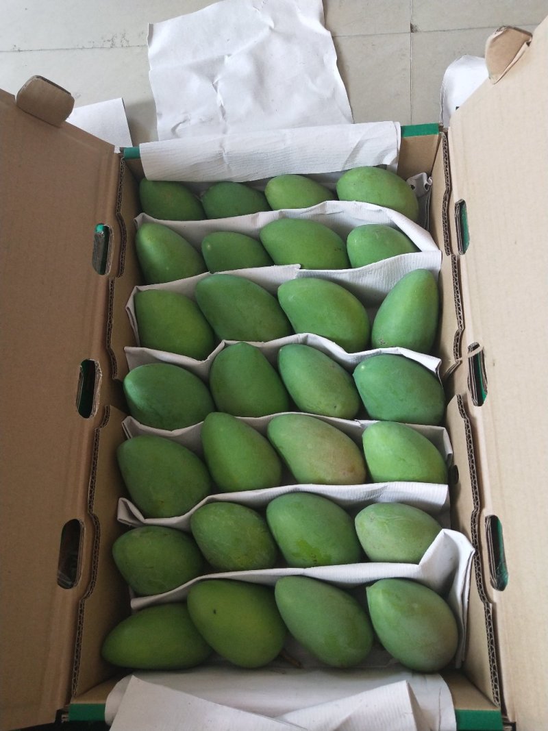 一件代发广西精品芒果