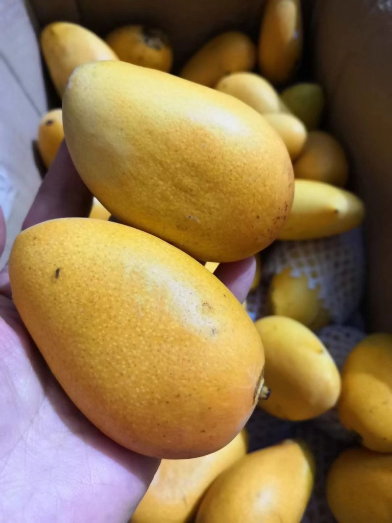 一件代发广西精品芒果