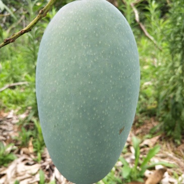 芒果