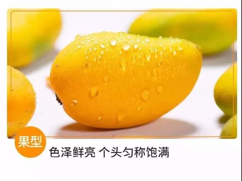 芒果