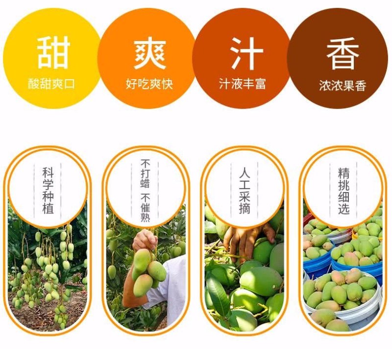 芒果