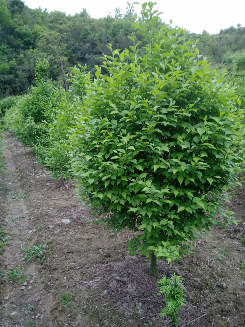 日本雪铃树，乔木茉莉花！香化美化新品种，乔木茉莉花大树！