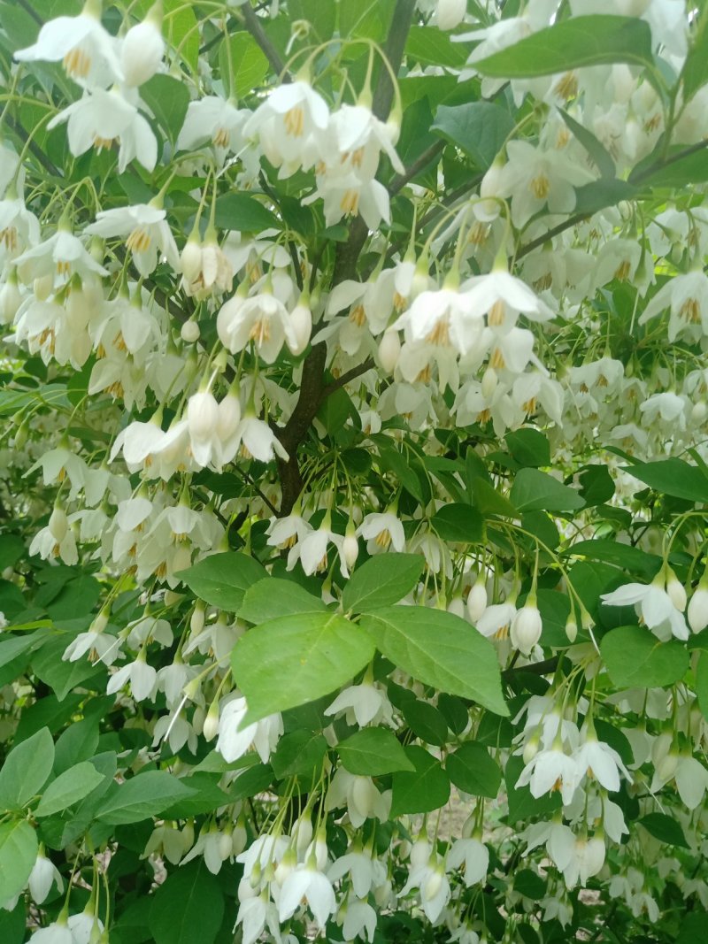 日本雪铃树，乔木茉莉花！香化美化新品种，乔木茉莉花大树！