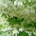 日本雪铃树，乔木茉莉花！香化美化新品种，乔木茉莉花大树！