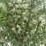 日本雪铃树，乔木茉莉花！香化美化新品种，乔木茉莉花大树！