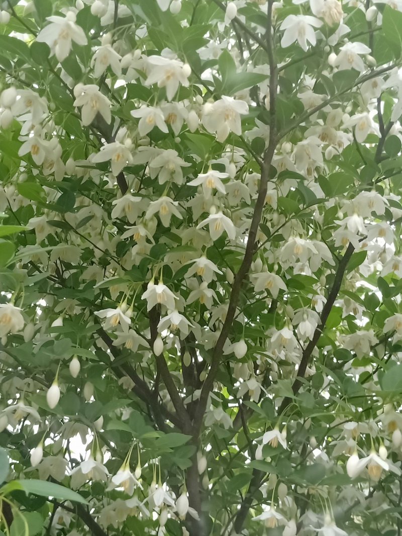 日本雪铃树，乔木茉莉花！香化美化新品种，乔木茉莉花大树！