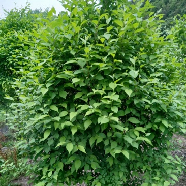 日本雪铃树，乔木茉莉花！香化美化新品种，乔木茉莉花大树！