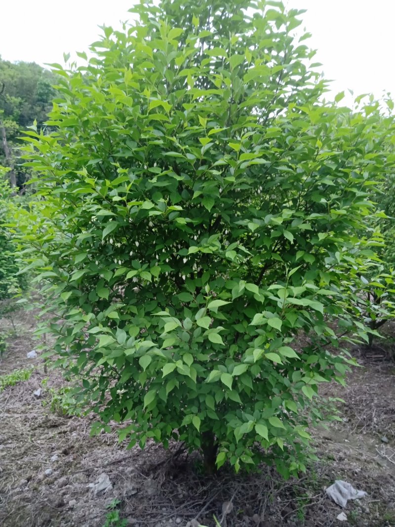 日本雪铃树，乔木茉莉花！香化美化新品种，乔木茉莉花大树！